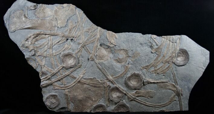 x Plate of Ichthyosaur Fossils - Posidonia Shale #13634